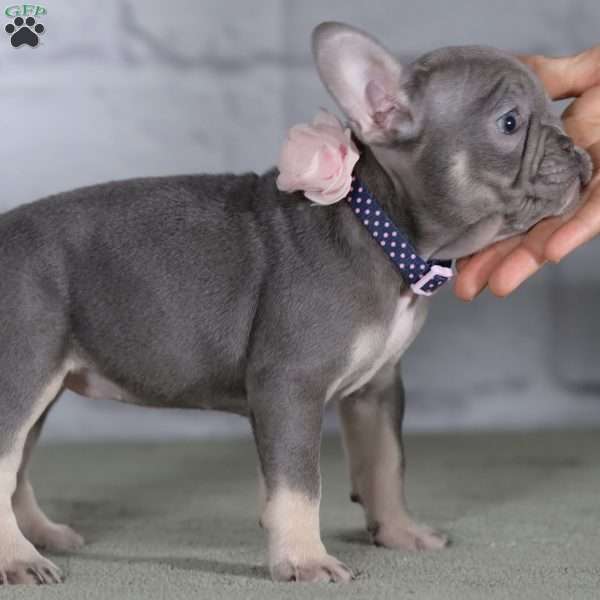 Jelly Bean, French Bulldog Puppy